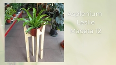 Asplenium Leslie - Maceta 12