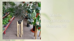 Aralia Elegante - Maceta 15