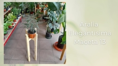 Aralia Elegante - Maceta 13