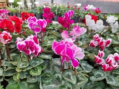 Violeta de los Alpes - Cyclamen