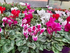 Violeta de los Alpes - Cyclamen - comprar online