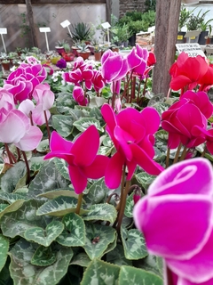 Violeta de los Alpes - Cyclamen - VIVERO ASAHI