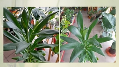 Dracena Robusta - Maceta 16 - comprar online