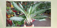 Aglaonema King Of Siam - Maceta 14 - comprar online