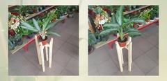 Aglaonema - Maceta 11 - comprar online