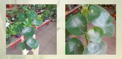 Pilea Raindrop - Maceta 11 - comprar online