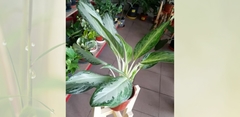 Aglaonema King Of Siam - Maceta 14 en internet