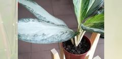 Aglaonema - Maceta 11 en internet