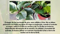 Peperomia - Maceta 11 - tienda online