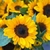 Sementes Girassol - Sunflower Vincent's Choice - 10 Mil Sementes