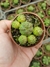 Euphorbia Globosa x Obesa