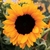 Sementes Girassol - Sunflower Vincent's Choice - comprar online