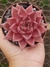 Echeveria Agavoides "Romeu Taurus"