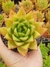 Echeveria Agavoides Lipstick