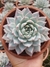 Echeveria Blue Bird