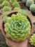 Echeveria Dorette