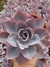 Echeveria Afterglow