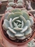 Echeveria Luber