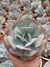 Echeveria Gila