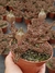 Edithcolea Grandis - Tapete Persa