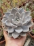 Echeveria Beverly