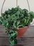 Hoya Carnosa Compacta Green - comprar online