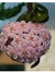 Hoya Carnosa Compacta Green