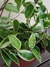 Hoya Carnosa Tricolor - comprar online