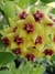 Hoya Densifolia