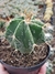 Astrophytum Ornatum