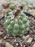 Copiapoa Cacto Chileno (Verde)