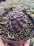 Copiapoa Cacto Chileno (Roxo)