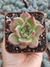 Echeveria Agavoides Honey Pink