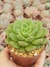 Echeveria Carol - Pt 09 - comprar online