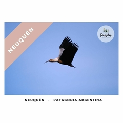 Bandurria en vuelo en Neuquén - Biodiversidad