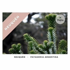 Araucarias en flor en Neuquén - Biodiversidad