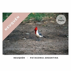 Neuquén - Biodiversidad