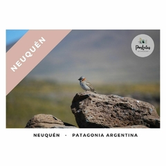 Avistaje de aves en Neuquén - Biodiversidad