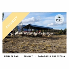 Nahuel Pan , Chubut - Ganado Caprino