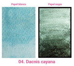 04. Dacnis cayana (metálica) - comprar en línea