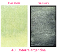 43. Cotorra argentina (metálica) - comprar en línea