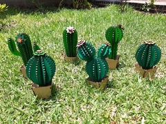 Cactus minis