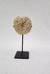 Coral Fosiles 7/8cm