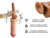 223 Dildo Pene Realista Tipo King Cock 19 cm Suave Rey - comprar en línea