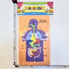 CUERPO HUMANO SISTEMA DIGESTIVO GOMA EVA 3902