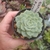 Echeveria Onslow 