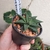 Haworthiopsis Limifolia - comprar online