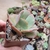 Echeveria Kavaradossi - comprar online