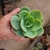 Echeveria Peach Pride