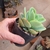 Echeveria Peach Pride - comprar online